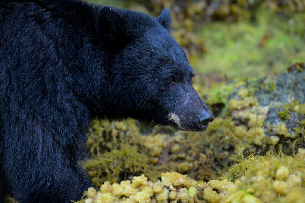 A black bear in profile