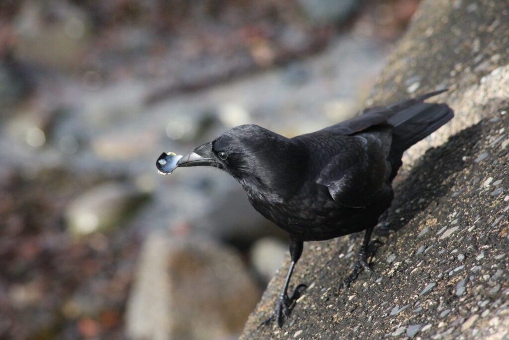 A crow stands on a rock with a water droplet in its mouth