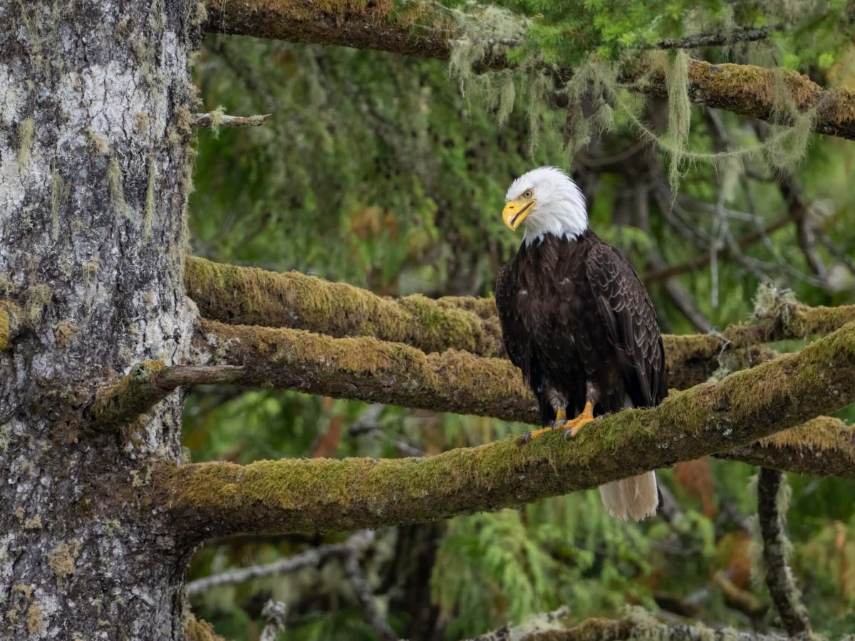 Image Kirst King Jones